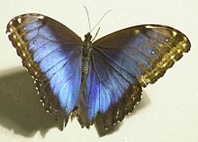 Bluemorphobutterfly.jpg