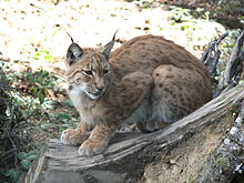 Lynx.lynx-ZOO.Olomouc1.jpg