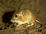 Ord's kangaroo rat.jpg