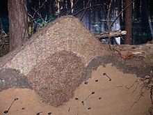 Ant hill poland.jpg