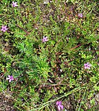 Erodium cicutarium Pflanze.jpg