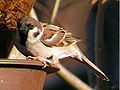 Passer montanus bl.jpg