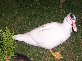 Pato.jpg