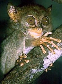 Philippine sarangani tarsier.jpg