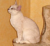 Burmilla male-cat.jpg