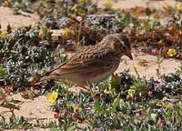 Calandrella rufescens Canarias.jpg