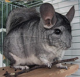 Chinchilla-Patchouli.jpg