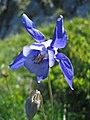 Aquilegia alpina1JUSA.jpg