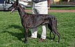 Greyhound nor1-tb.jpg