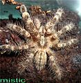 Poecilotheria bara (подросток).