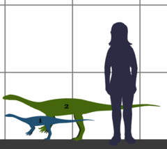 Anchisaurus SIZE.png