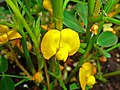 Arachis hypogaea 003.JPG