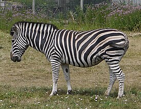 Equus quagga chapmanimarwell.JPG