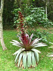 Alcantarea imperialis 2.jpg