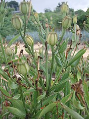 Alstroemeria02.jpg