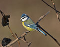 Blue-Tit.jpg