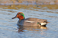 Eurasian teal.jpg