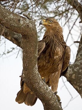 Serengeti Raubadler.jpg