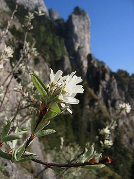 Amelanchier ovalis01.jpg