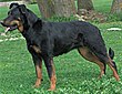 BeauceronStand.jpg