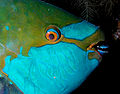 Parrotfish.jpg