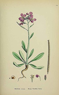 Matthiola incana illustration.jpg