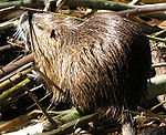 Myocastor coypus.jpg