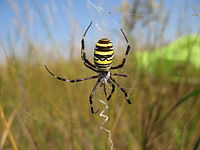 Argiope bruennichi ukr.jpg