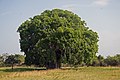 Baobab Adansonia digitata.jpg