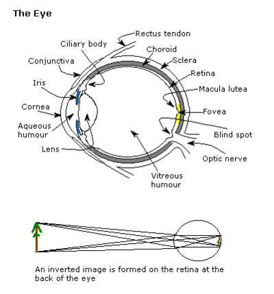 Constudtheeye.png