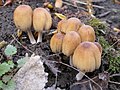 Coprinellus micaceus 2.jpg