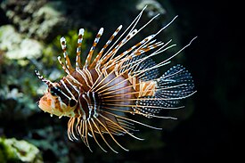 Антенновая крылатка (Pterois antennata)