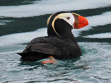 Tufted Puffin RWD2.jpg