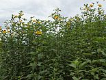 Helianthus tuberosus kz7.jpg