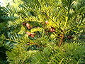 Cephalotaxus harringtonia BotGardBln1105WithSeeds.JPG