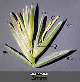 Elymus repens sl4.jpg