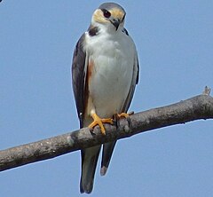 Pearl Kite (15119841226).jpg