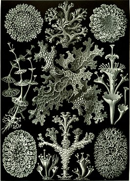 Haeckel Lichenes.jpg