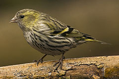 Carduelis spinus female.jpg