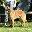 Malinois Shepherd2.JPG