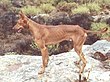 Podenco Canario 3.jpg