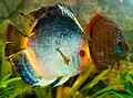 Symphysodon discus 03.jpg