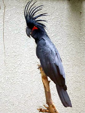 Palm Cockatoo.JPG