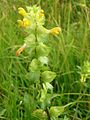 Фрондозно-баркеозная кисть у погремка узколистного (Rhinanthus angustifolius)