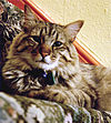 American bobtail.jpg