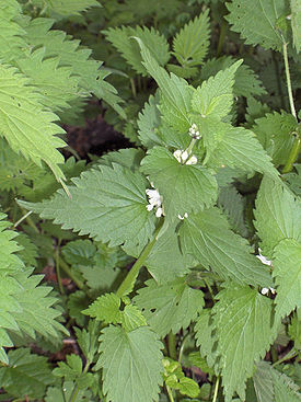 Lamium album(01).jpg