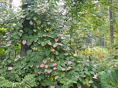 Actinidia kolomikta a.JPG