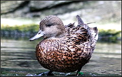 FALCATED DUCK (8551607150).jpg