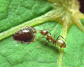 Linepithema Argentine ant.jpg