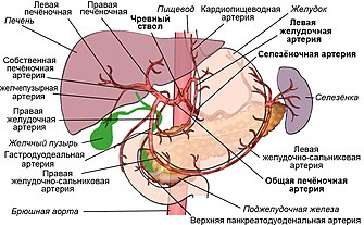 Чревный ствол и его ветвление